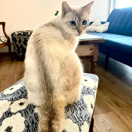 Bel Emplacement Avec Animaux *
